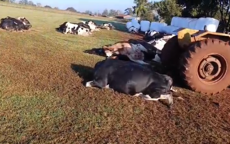 Tragédia no campo: vaca morde tomada e 32 animais morrem eletrocutados no interior de Marechal Rondon