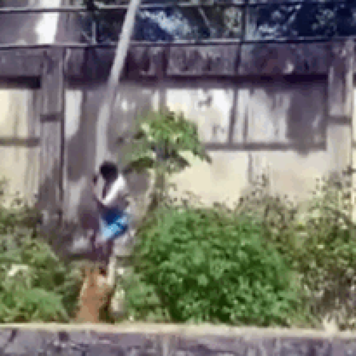 Homem morre após invadir recinto de leoa em João Pessoa; parque é fechado (Vídeo: imagens fortes)