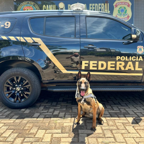 Polícia Federal reforça Canil Regional em Guaíra com nova integrante vinda da Alemanha
