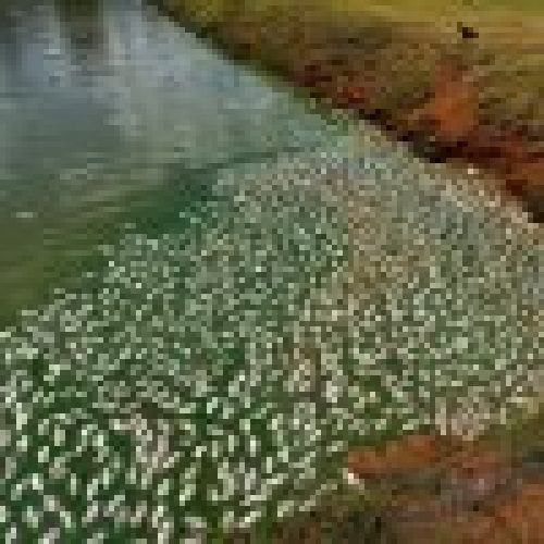 Produtor do interior de Santa Helena perde metade da produção de tilápias por falha no fornecimento de energia elétrica da Copel