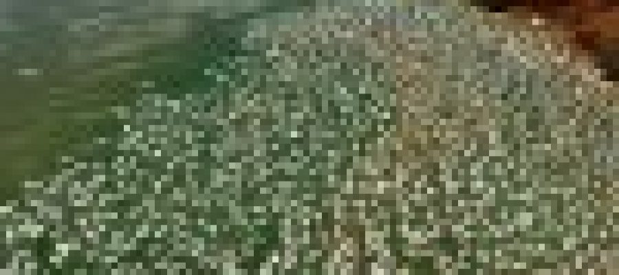 Produtor do interior de Santa Helena perde metade da produção de tilápias por falha no fornecimento de energia elétrica da Copel