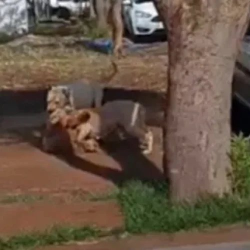 Cães Pitbull soltos e agressivos são mortos pela Policia em Toledo