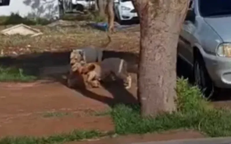 Cães Pitbull soltos e agressivos são mortos pela Policia em Toledo