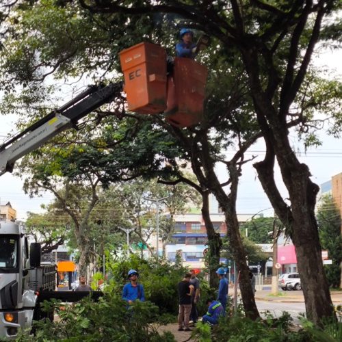 Secretaria de Infraestrutura realiza retirada de galhos na avenida Maripá para melhorar iluminação pública