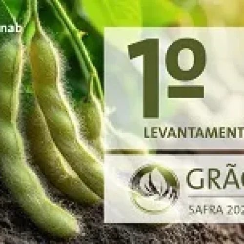 CONAB divulga primeiro levantamento para a safra 2025/2026