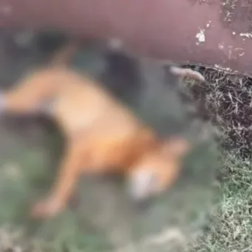 Cachorro é encontrado morto e com patas amarradas em Toledo