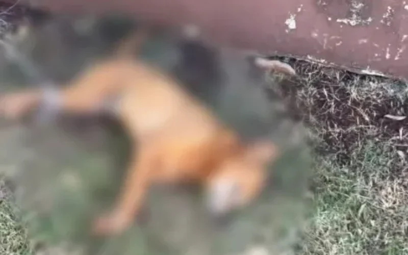 Cachorro é encontrado morto e com patas amarradas em Toledo