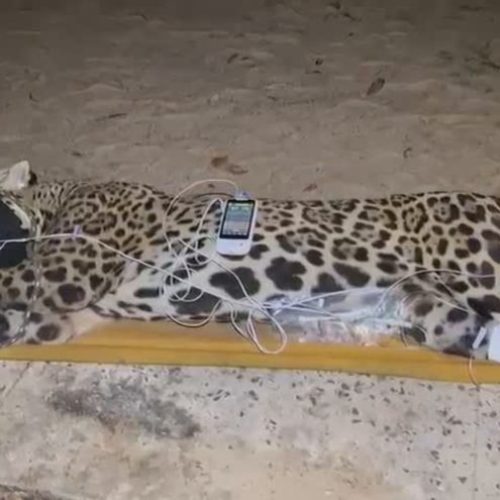 Onça-pintada que teria matado Jorginho no Pantanal é capturada