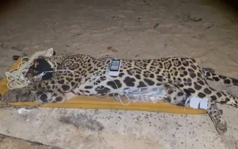 Onça-pintada que teria matado Jorginho no Pantanal é capturada