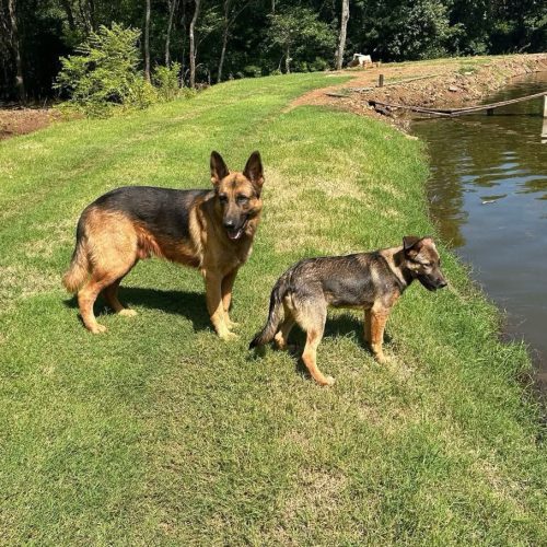 Cães são encontrados mortos por possível envenenamento em propriedade no interior de Quatro Pontes